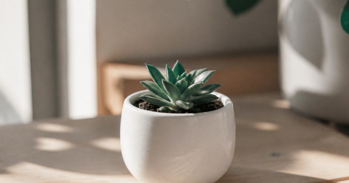Petite succulente verte dans pot blanc sur table lumineuse