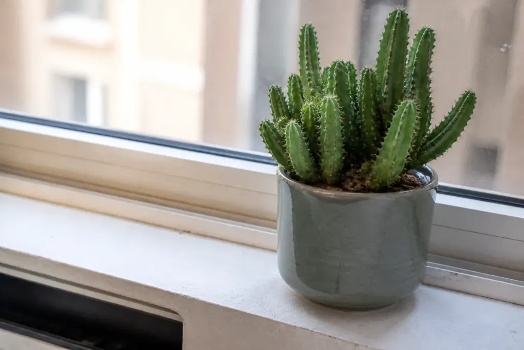 Cactus vert en pot sur un rebord de fenetre