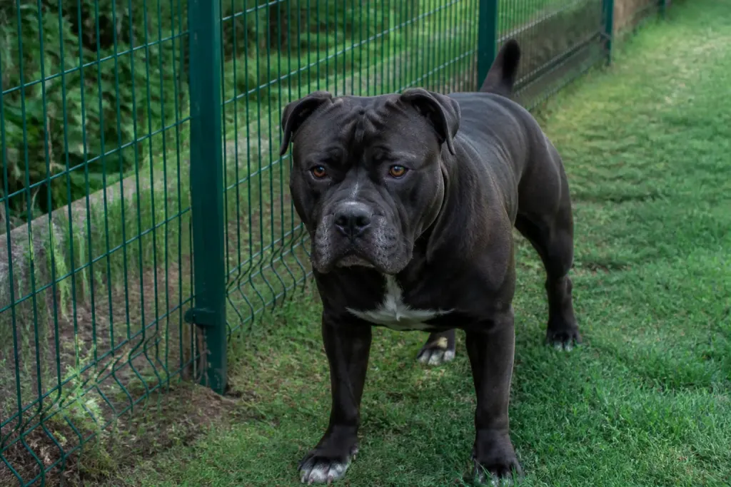 Chien robuste devant un grillage vert dans un jardin
