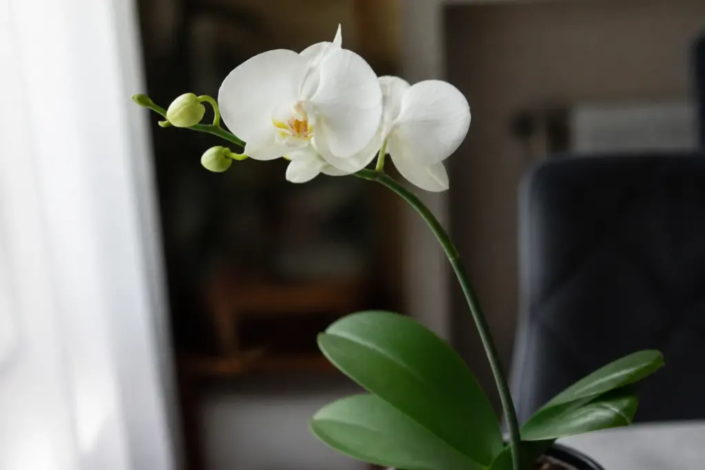 Orchidee blanche dont la hampe florale reste verte